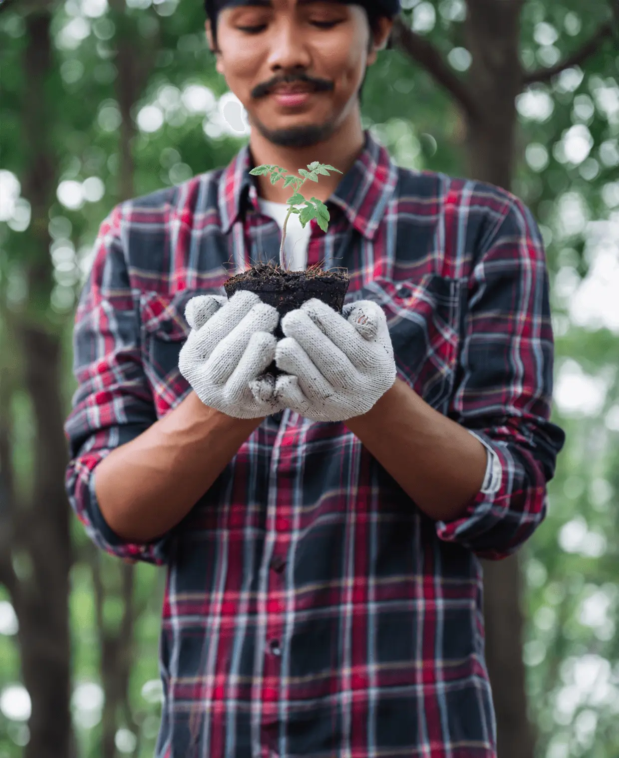 plant a tree in a gratitude in pune