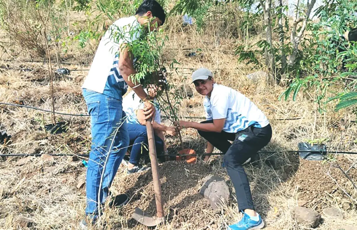 plant a festival tree