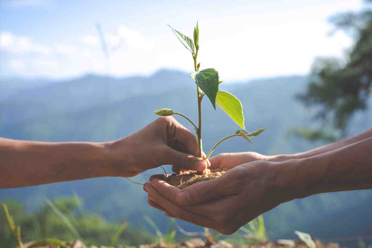 Make a donation for anniversary tree plantation in Pune