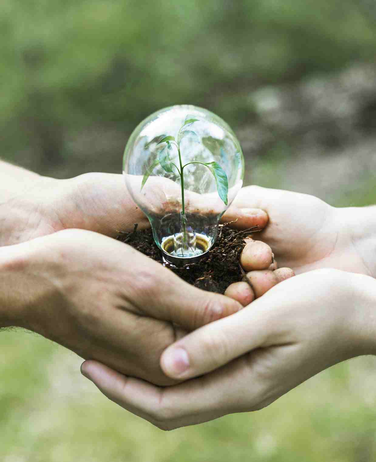 CSR Tree plantation