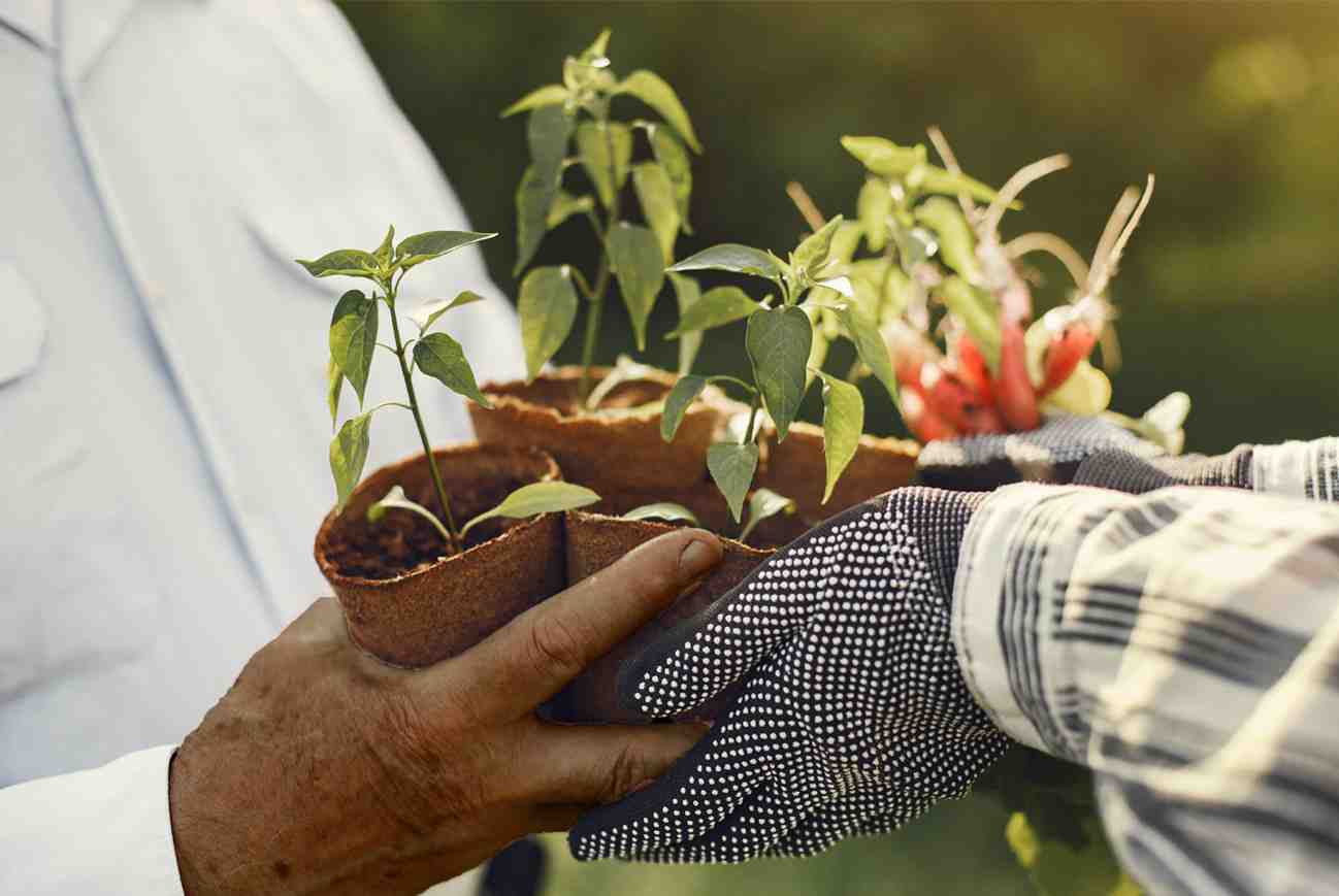 Eco-Friendly Celebration – Corporate Tree Plantation in Pune & India