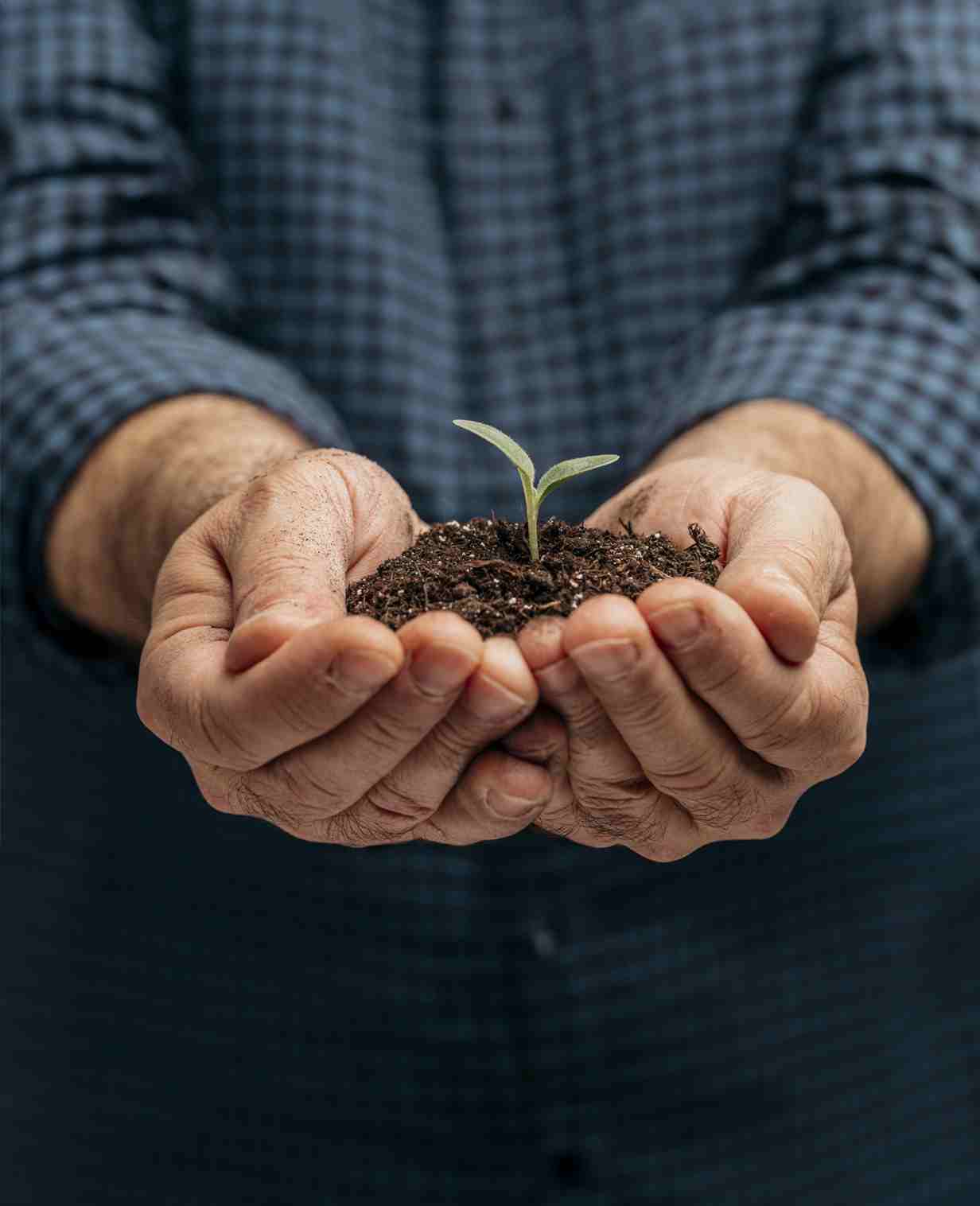 Tree Plantation on Foundation Day in Pune, India