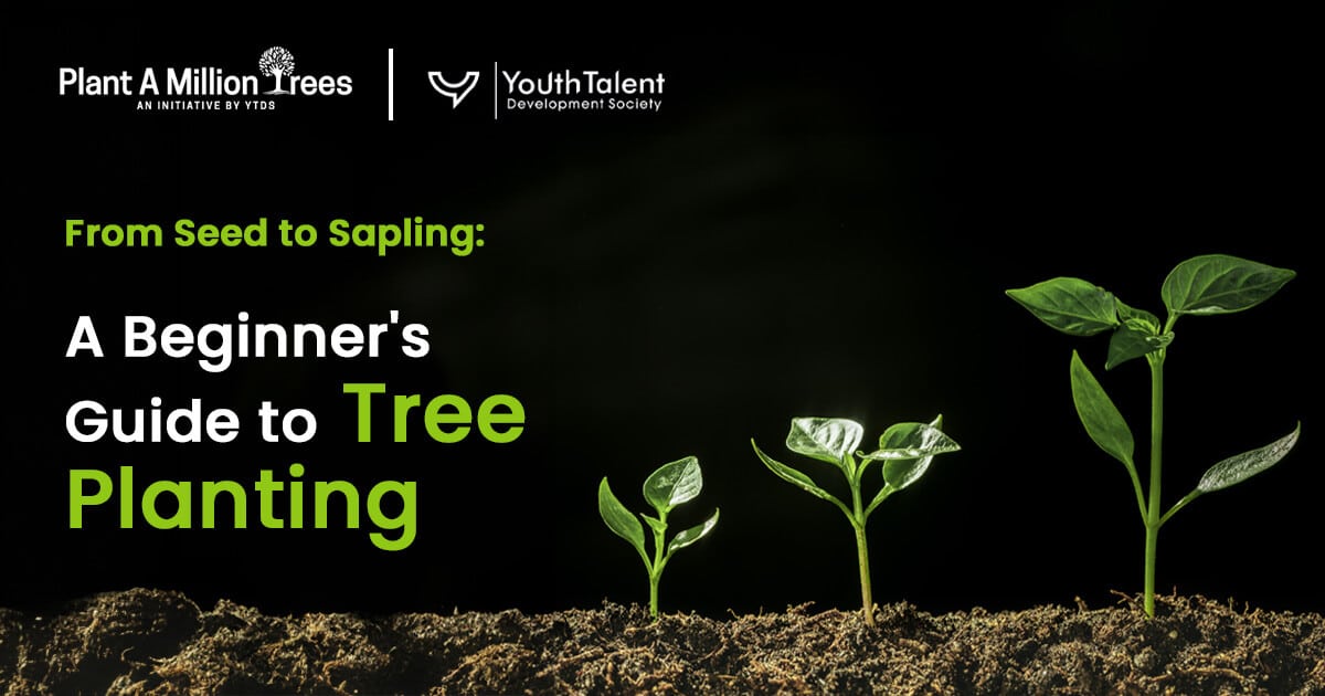 beginners guide to tree planting