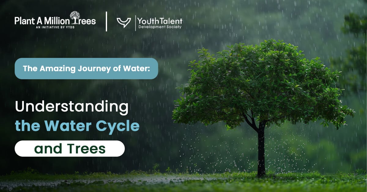 the role of trees in water cycle