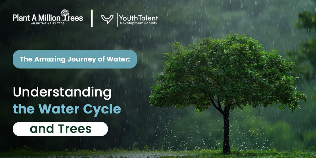 Tree Using Water How Trees Help the Water Cycle & Conserve Water - Plant a Million Trees