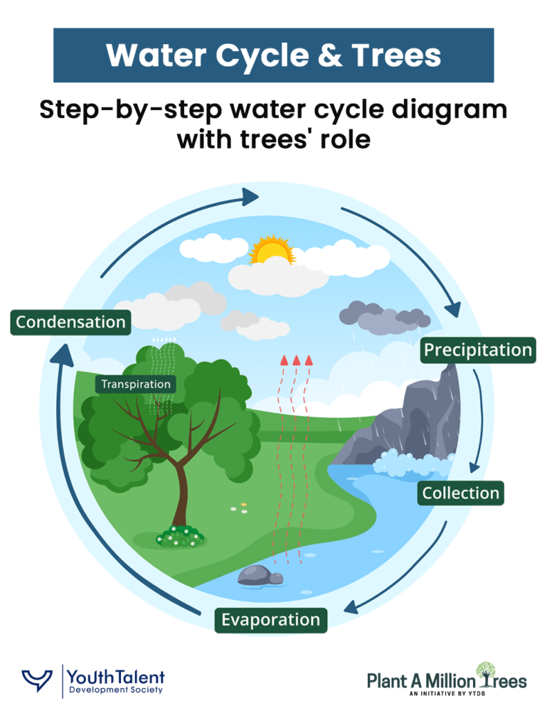 trees and water cycle