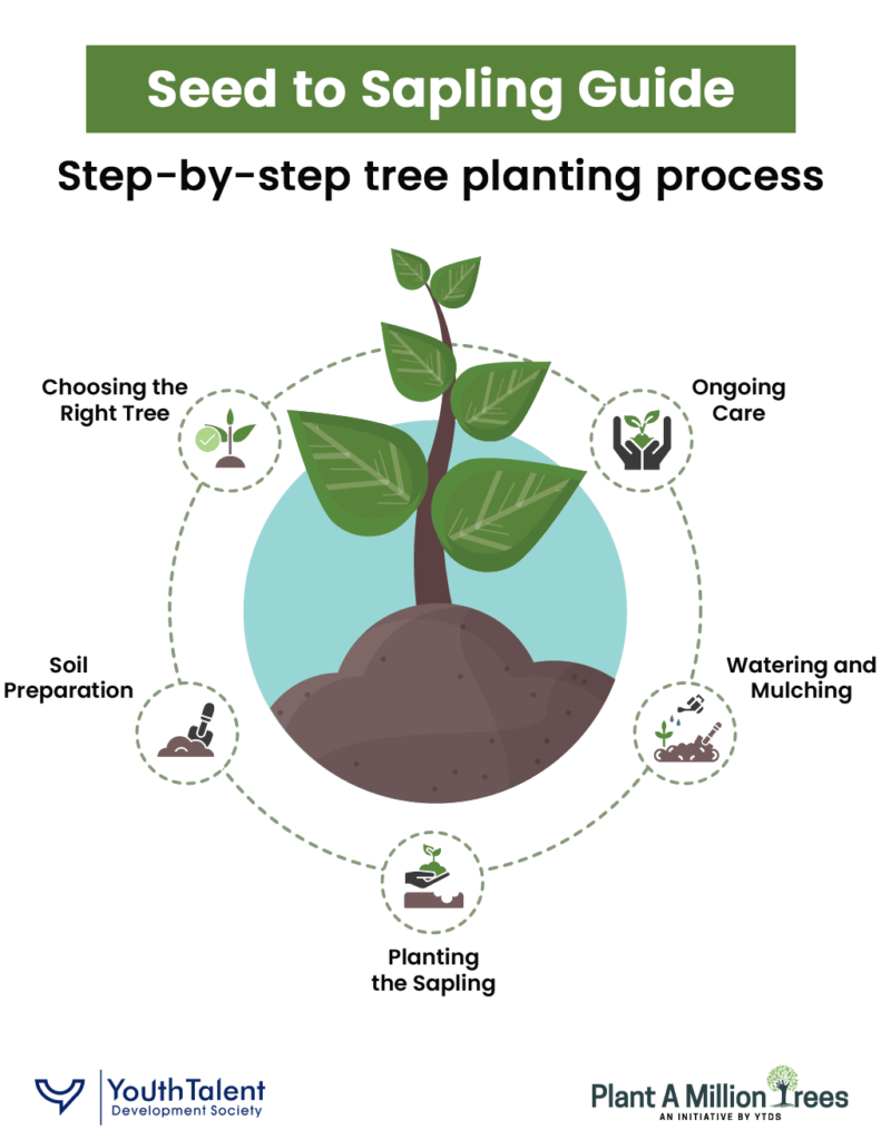 step by step guide to tree planting