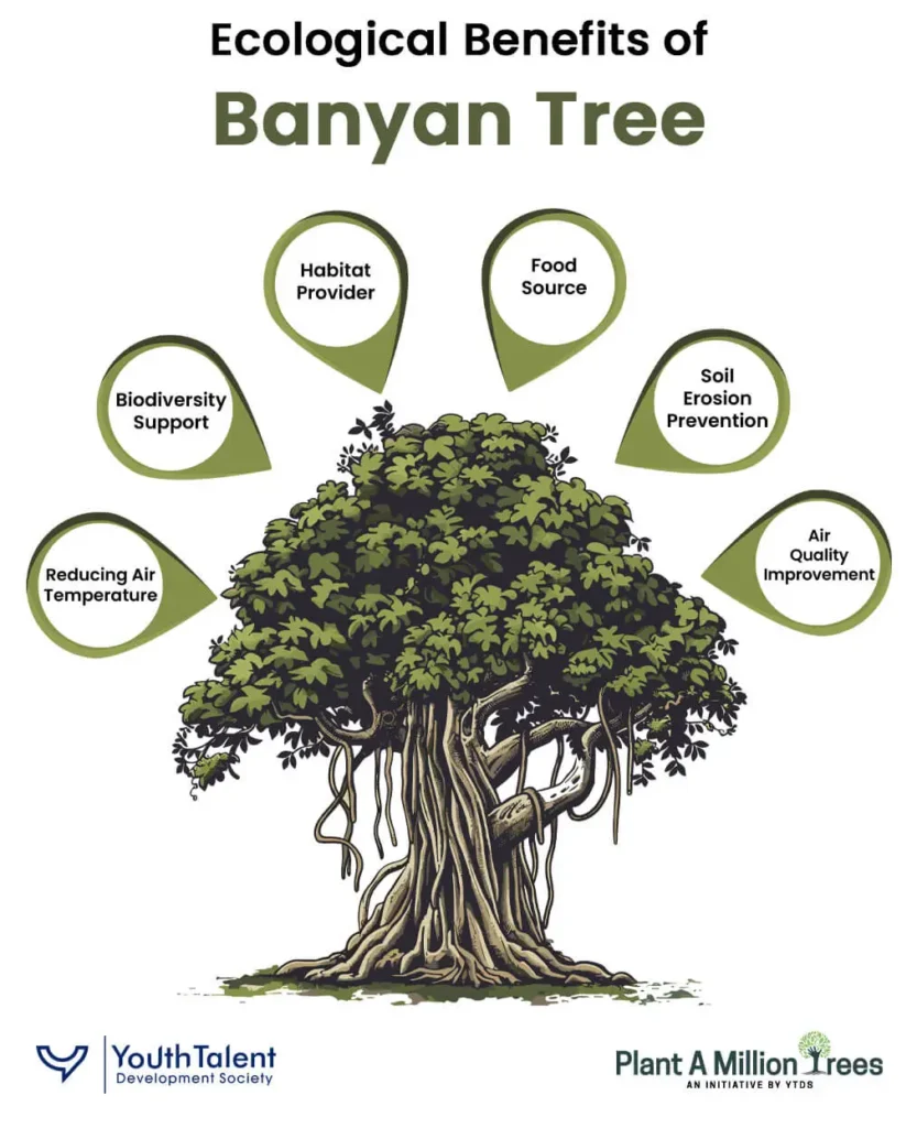 ecological benefits of banyan tree