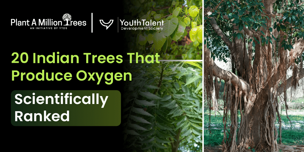 oxygen producing trees