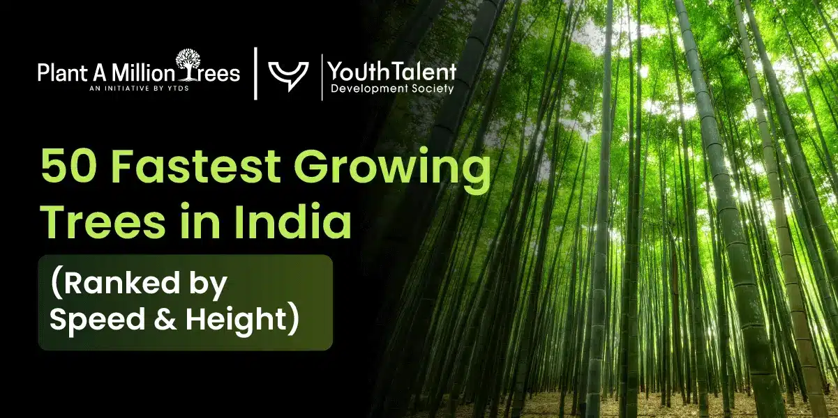 Top 50 Fastest Growing Trees in India (With Uses & Benefits)