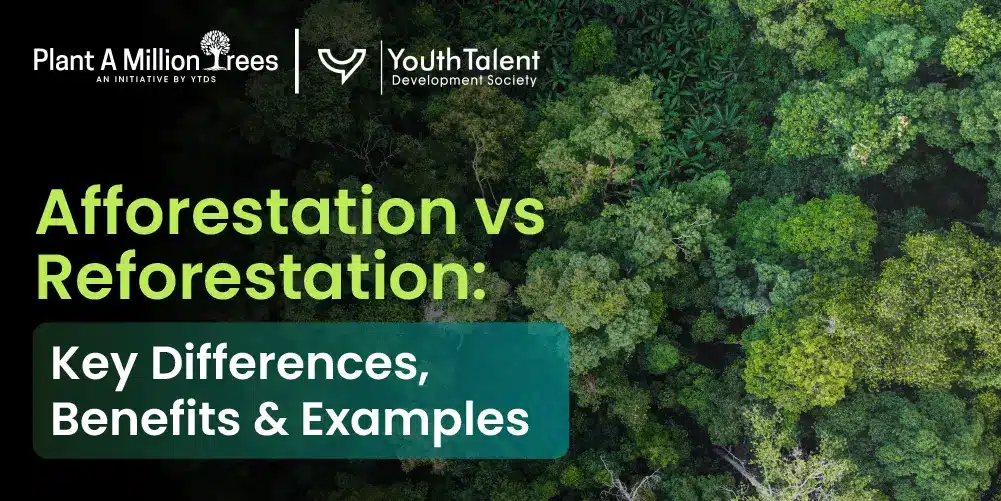 afforestation vs reforestation