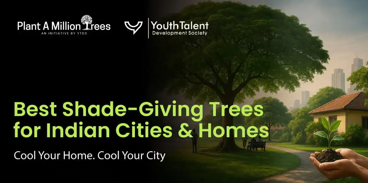 shade giving trees in India