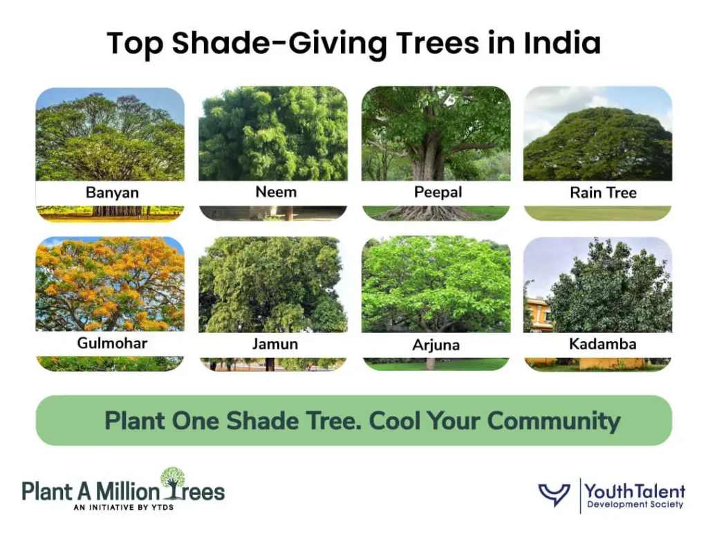 top shade giving trees in India
