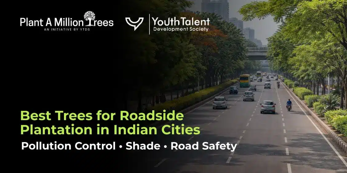 best trees for roadside plantation in India