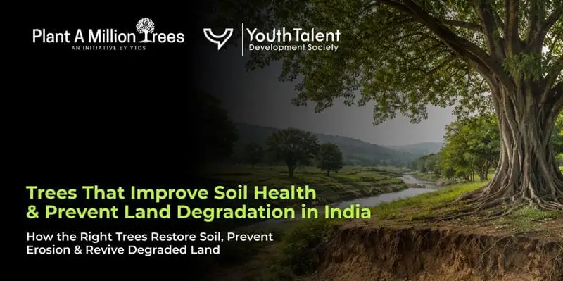 How the Right Trees Restore Soil