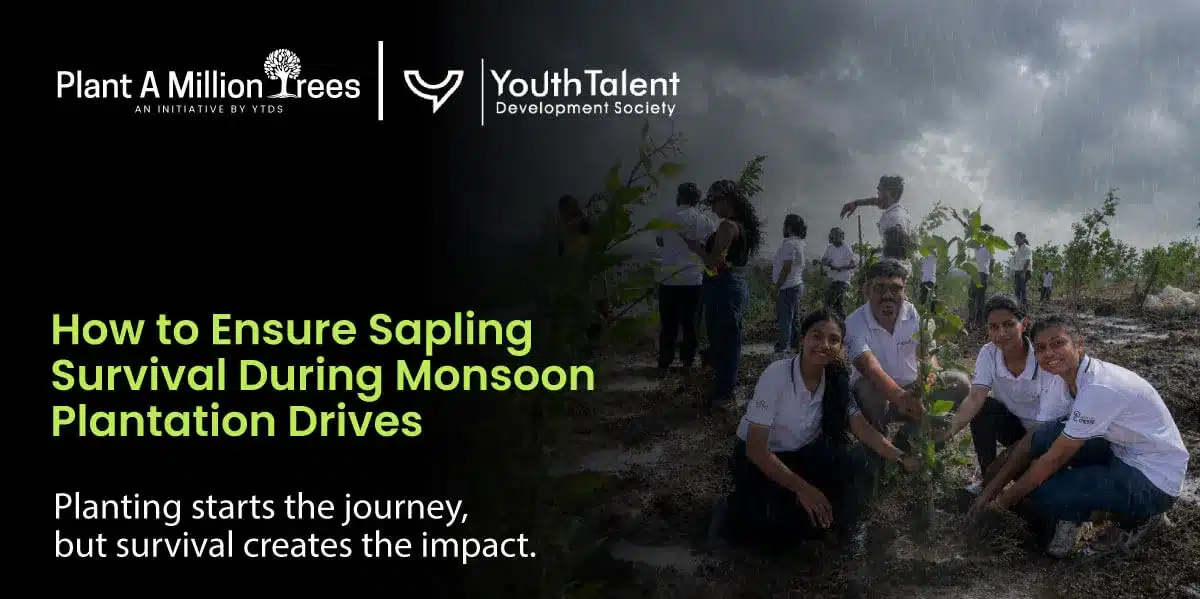 How to Ensure Sapling Survival in Monsoon Plantation Drives
